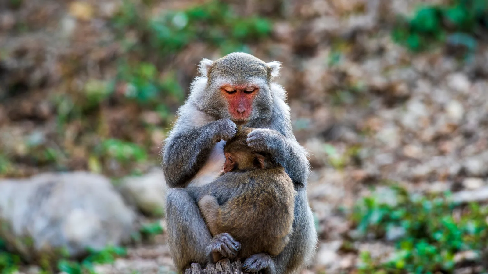 A monkey holding its young